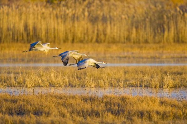 New Mexico Greater sandhill cranes landing